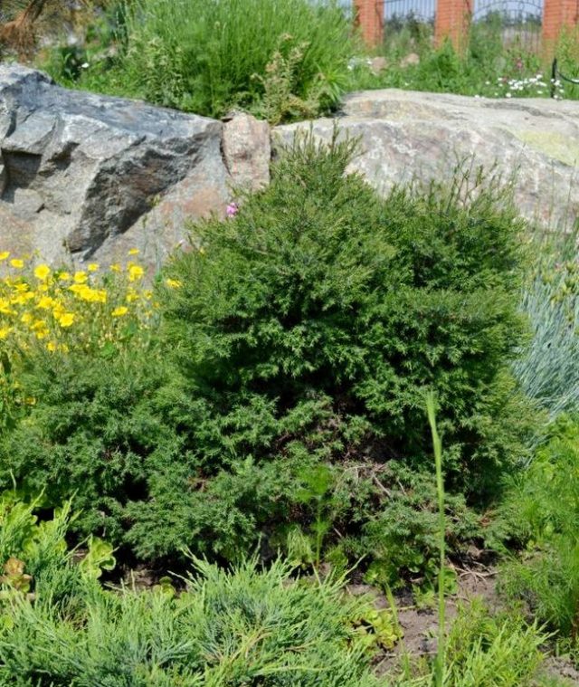 Туя западная вересковидная (Thuja occidentalis f. ericoides) Туя западная вересковидная (Thuja occidentalis f. ericoides)