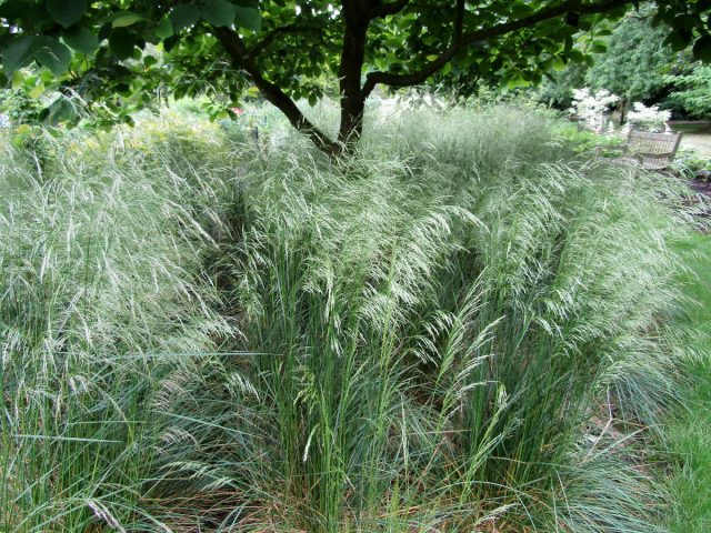 Щучка дернистая (Deschampsia cespitosa) 