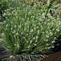 Сеслерия голубая (Sesleria caerulea)