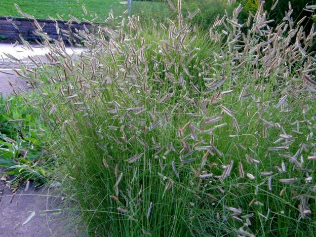 Бутелуа изящная (Bouteloua gracilis)