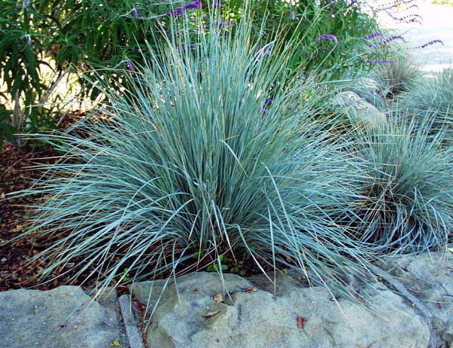 Овсянница сизая (Helictotrichon sempervirens), сорт «Бадди Блу» (Buddy Blue)