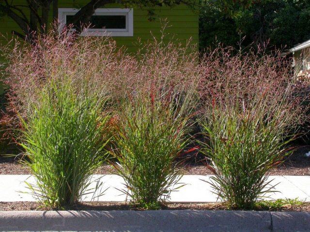 Просо прутьевидное (Panicum Virgatum), сорт «Шенандоа» (Shenandoah)