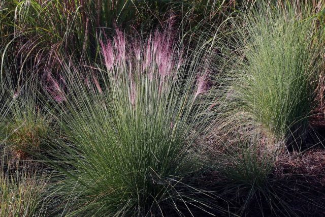 Молиния голубая (Molinia caerulea)