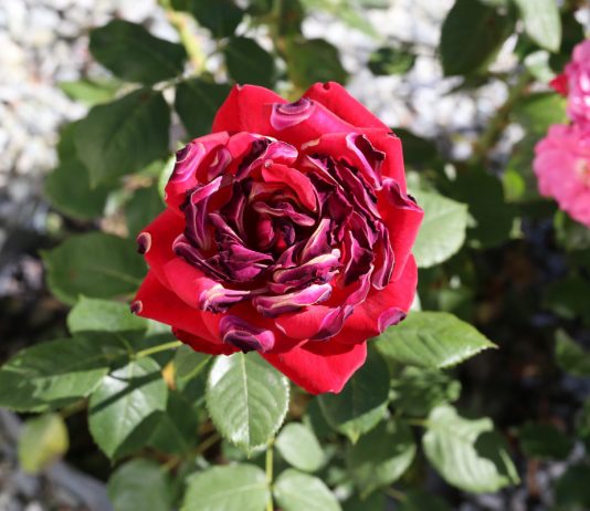 Декоративные цветы и изменения климата - Цветник и ландшафт Декоративные цветы и изменения климата