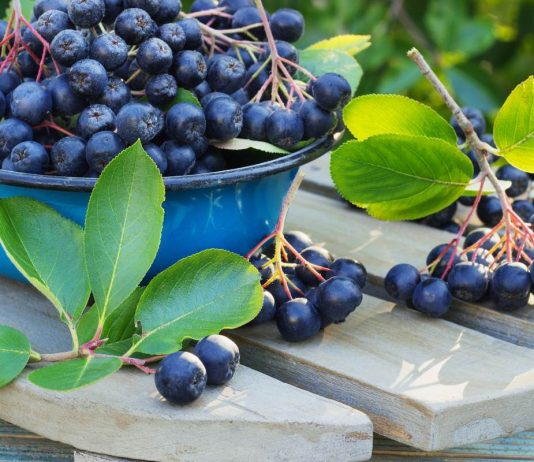 Черноплодная рябина — полезная, красивая и просто необходимая - Ягодник Черноплодная рябина — полезная, красивая и просто необходимая