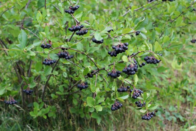 Рябина черноплодная, или Арония черноплодная, или Черная рябина (Aronia melanocarpa)
