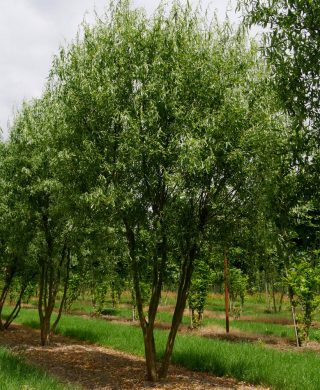 Ива Матсудана тортуоза (Salix matsudana var. tortuosa)