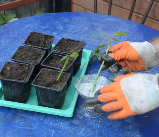 Как правильно черенковать розу? - Цветник и ландшафт Обрабатываем нижнюю часть черенка корнестимулирующим препаратом. В грунте делаем небольшие лунки и высаживаем черенки под наклоном примерно 45°.