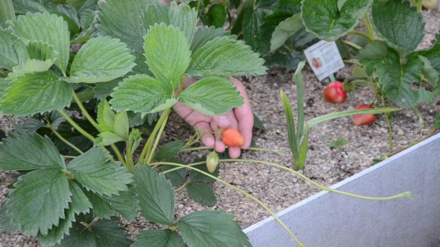 Как правильно размножать клубнику с помощью усов?