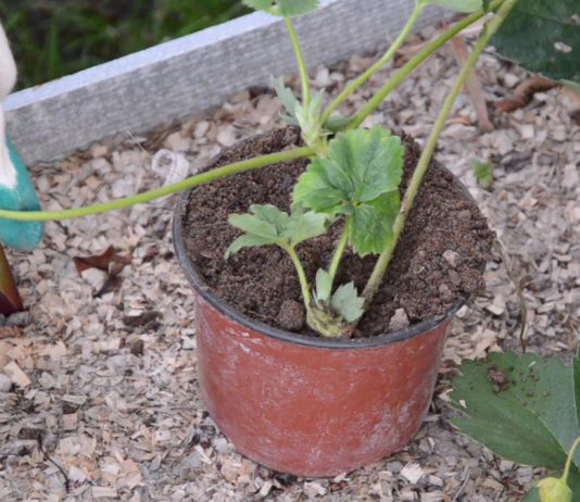 Как правильно размножать клубнику с помощью усов? - Ягодник kak-razmnozhat-klubniku-s-pomoshhyu-usov