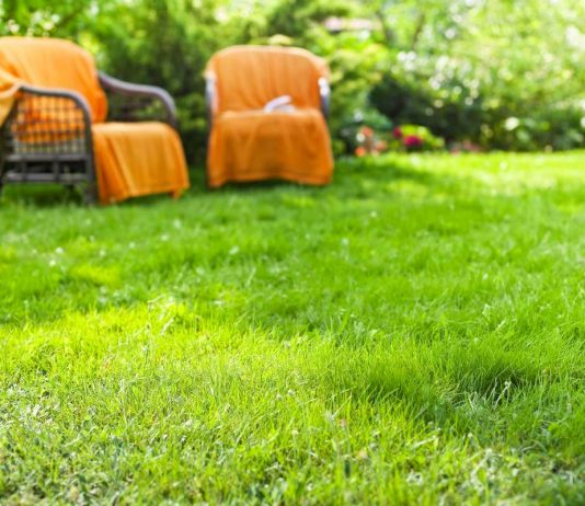 Как сохранить здоровье газона в условиях засухи?