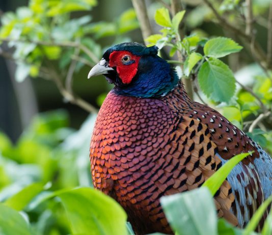 Какие бывают фазаны?