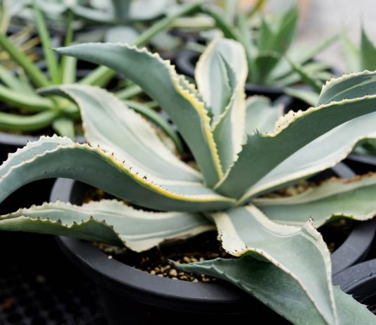 Комнатная агава — фаворитка среди суккулентов