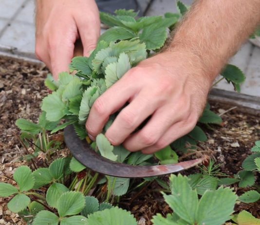 Летний уход за клубникой: обрезаем листья правильно