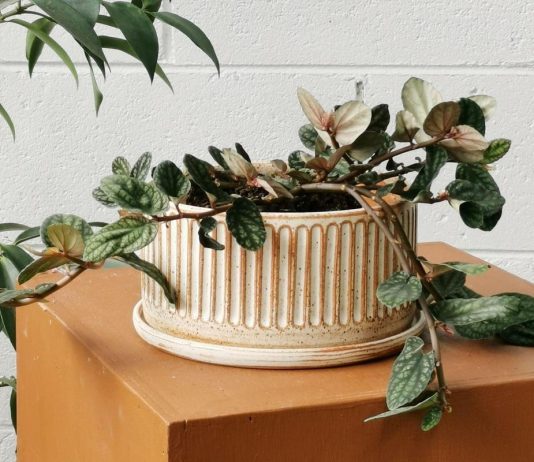 Пеллиония и её воздушное изящество