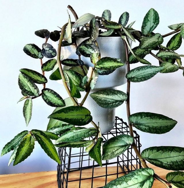 Пеллиония ползучая (Pellionia repens) Пеллиония ползучая (Pellionia repens)