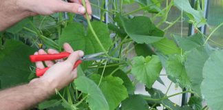 Продолжаем формировать огурцы: какие листья, пасынки, усы удалять