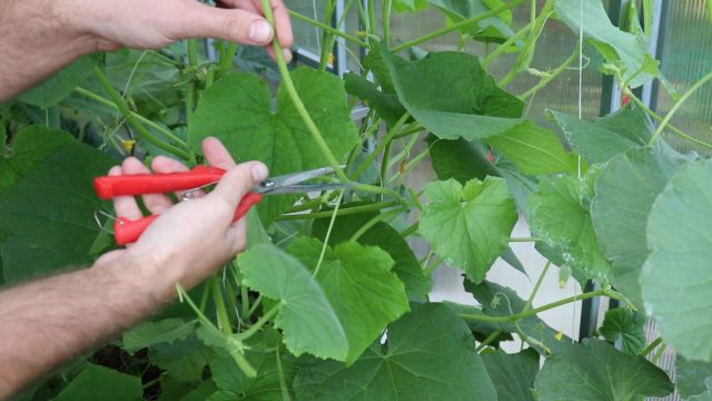 Продолжаем формировать огурцы: какие листья, пасынки, усы удалять