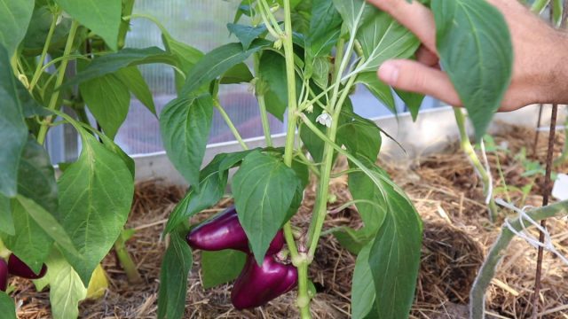 Продолжаем формировать перец: какие пасынки, завязи и листья удалять