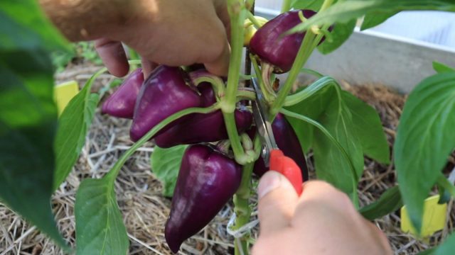 лучше срезать плоды, растущие внутрь куста, пока они еще находятся в стадии технической спелости