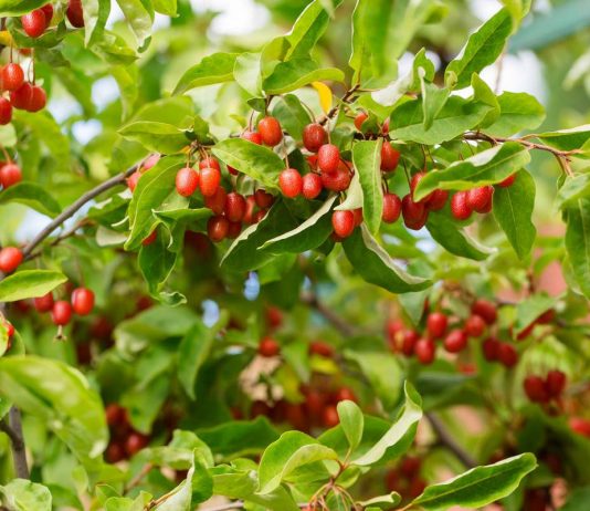 Российские лохи — будущие конкуренты облепихи? - Ягодник Российские лохи — будущие конкуренты облепихи?