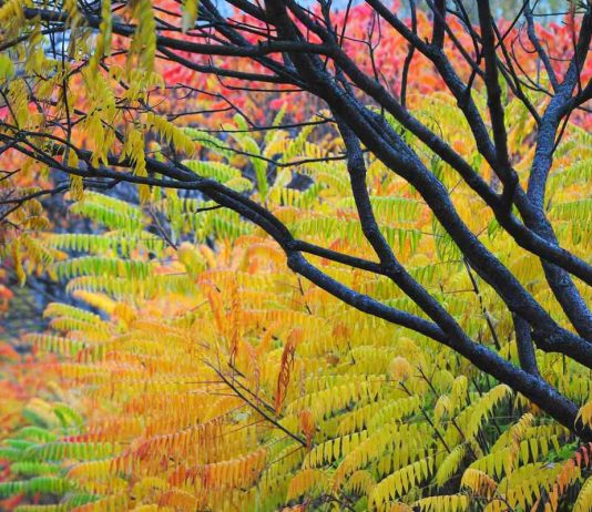 Сумах — друг или враг? - Цветник и ландшафт Сумах — друг или враг?