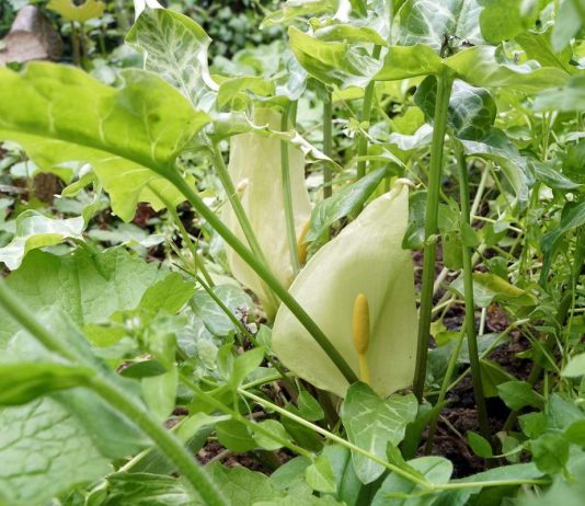 Удивительные аронники — какие бывают и как выращивать?