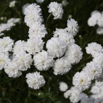 Тысячелистник птармика, сорт «Зе перл» (The Pearl)
