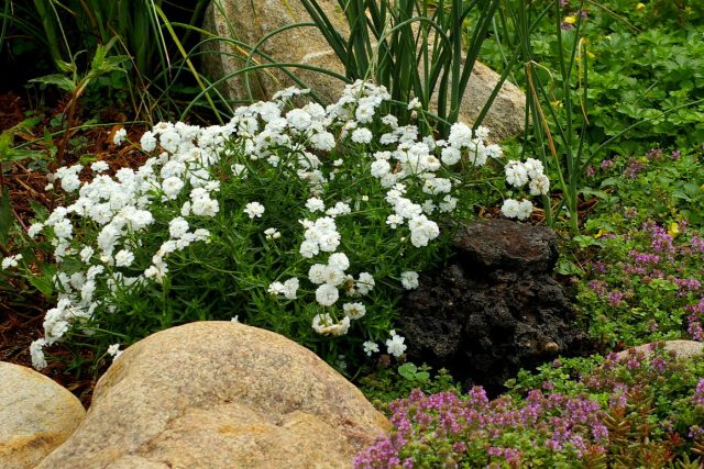 Тысячелистник птармика, или чихотная трава (Achillea ptarmica)