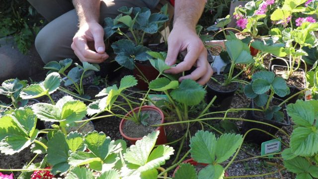 Как узнать, что саженцы клубники готовы к пересадке?