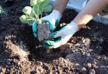 Извлеките из горшочков укоренившиеся кустики и поместите в лунки. Аккуратно засыпьте высаженные растения грунтом.