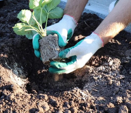 Извлеките из горшочков укоренившиеся кустики и поместите в лунки. Аккуратно засыпьте высаженные растения грунтом.
