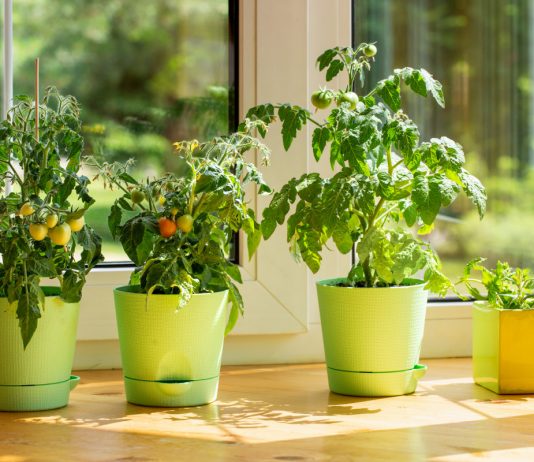 Домашний огород без грязи и неприятного запаха - Комнатные растения Домашний огород без грязи и неприятного запаха