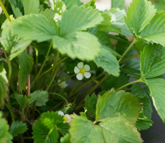 Как подготовить клубнику к зимовке - Ягодник Как подготовить клубнику к зимовке