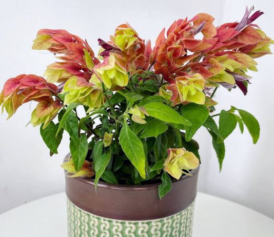 Белопероне — как выращивать комнатный хмель?