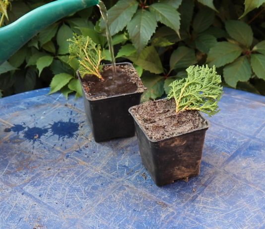 Черенкование туй: как правильно укоренить саженцы и ухаживать за ними? - Цветник и ландшафт Погрузите в ямки веточки под углом 45°. Слегка утрамбуйте почву вокруг черенков. Полейте грунт с побегами.