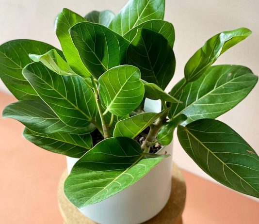 Фикус бенгальский — уникальный своими яркими листьями