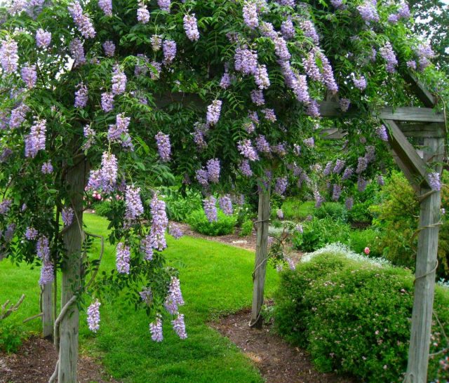 Глициния макростахия (Wisteria macrostachya), сорт «Блю Мун» (Blue Moon) Глициния макростахия (Wisteria macrostachya), сорт «Блю Мун» (Blue Moon)