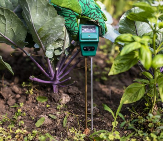 Как регулировать кислотность почвы и выращивать здоровые растения? - Цветник и ландшафт Как регулировать кислотность почвы и выращивать здоровые растения?