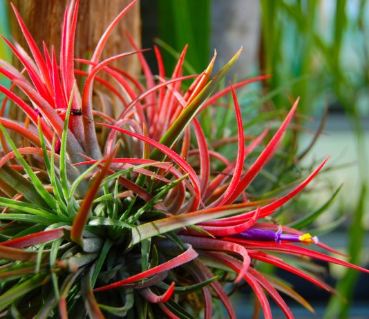 Какие бывают тилландсии и как их выращивать?