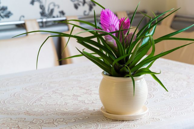 Тилландсия синяя (Tillandsia cyanea) 