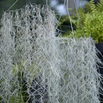 Испанский, или луизианский мох, тилландсия уснеевидная (Tillandsia usneoides)