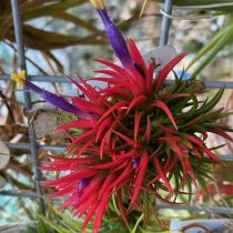 Тилландсия фиалкоцветковая (Tillandsia ionantha)