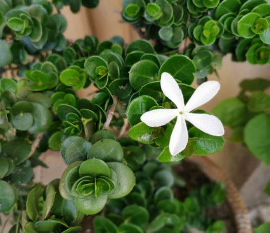 Карисса — экстравагантная комнатная слива