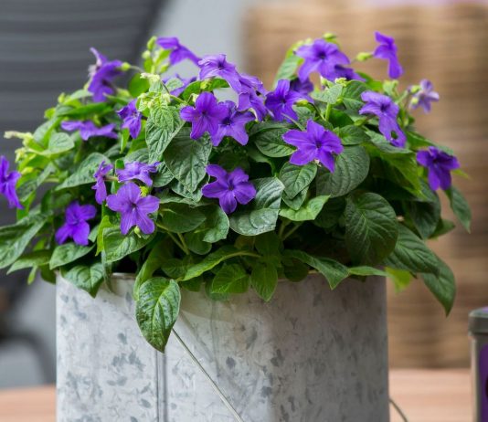 Комнатная броваллия — пышный летник для ярких интерьеров