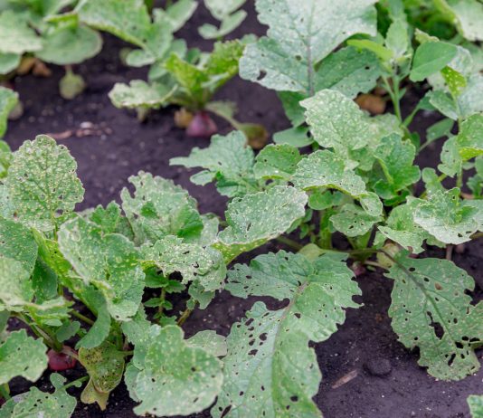 Крестоцветные блошки — эффективные способы борьбы - Животные Крестоцветные блошки — эффективные способы борьбы