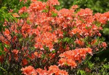Листопадные рододендроны — зимостойкие виды и сорта, опыт выращивания