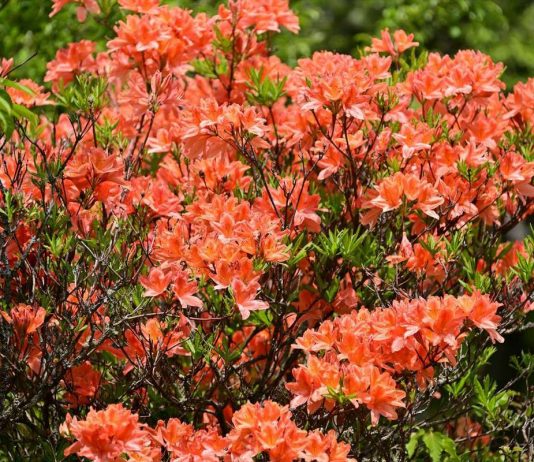 Листопадные рододендроны — зимостойкие виды и сорта, опыт выращивания