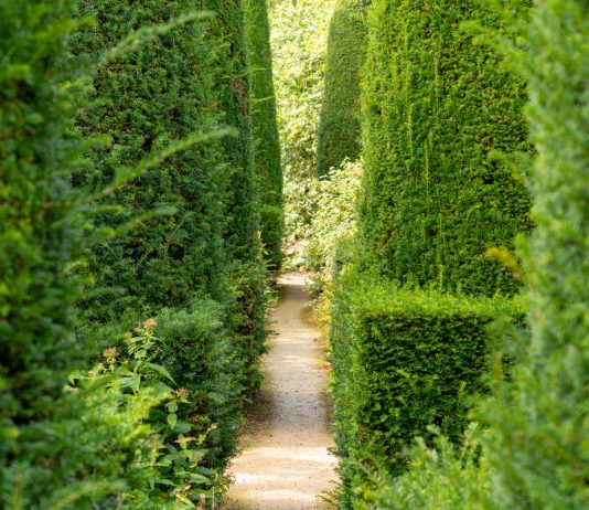 Неоднозначный тис — красив, но очень ядовит