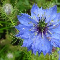 Нигелла дамасская (Nigella damascena) Нигелла дамасская (Nigella damascena)